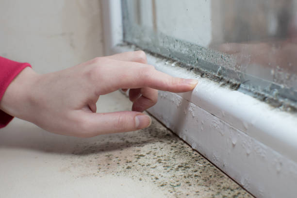 Best Crawl Space Mold Remediation  in Westover, AL